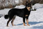 Lapponian Herder dog in the snow