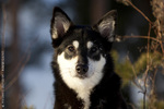 Lapponian Herder dog portrait