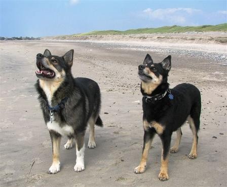Собаки лапинпорокойра фото