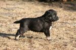 Lapponian Herder puppy 
