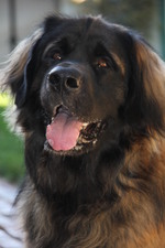 Leonberger dog face