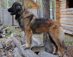 Leonberger dog near the house