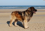 Leonberger dog near the ocean