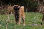 Leonberger dog on the grass