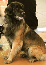 Leonberger dog with the owner