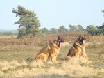 Leonberger dogs for a walk