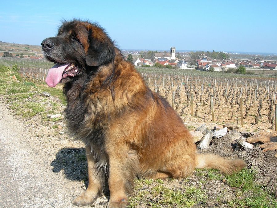 Leonberger wallpaper