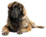 Leonberger portrait