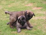 Leonberger puppies