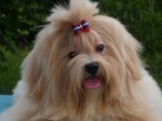 Lhasa Apso dog face