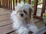 Lhasa Apso dog girl