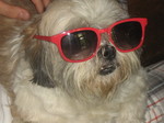 Lhasa Apso dog in glasses