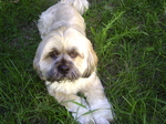 Lhasa Apso dog on the grass