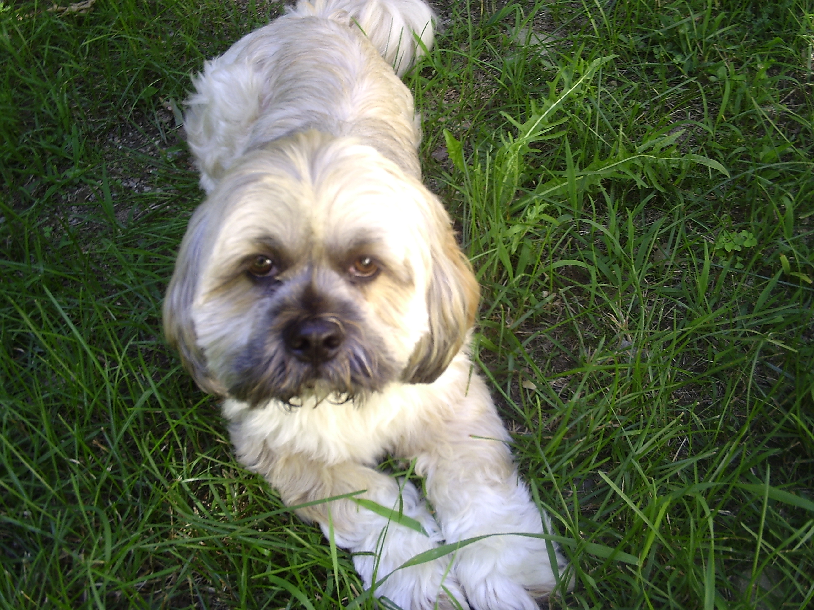 Lhasa Apso dog on the grass wallpaper