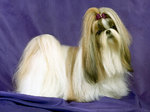 Lhasa Apso dog portrait