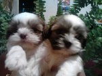 Lhasa Apso puppies