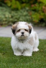 Lhasa Apso