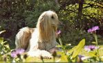 Light Afghan Hound at rest