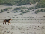 Lonely Airedale Terrier in the desert