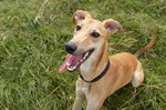 Longhaired Whippet dog face