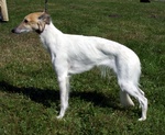  Longhaired Whippet