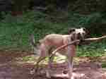 Longhaired Whippet with a stick