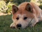 Lovely Akita Inu dog