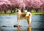 Lovely Akita Inu against the beautiful cherry blossoms