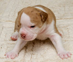 Lovely Alapaha Blue Blood Bulldog puppy Sam