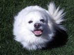 Lovely American Eskimo Dog face