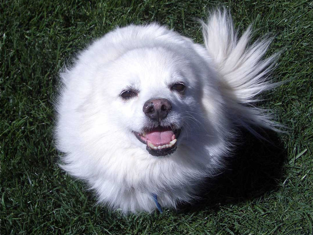 Lovely American Eskimo Dog Face Photo And Wallpaper Beautiful Lovely American Eskimo Dog Face Pictures