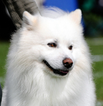 Lovely American Eskimo Dog