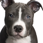 Lovely American Pitbull Terrier