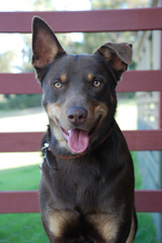 Lovely Australian Kelpie dog