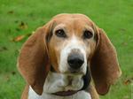 Lovely Basset Artésien Normand face