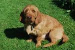 Lovely Fauve de Bretagne puppy