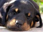 Lovely Beauceron sleeping puppy 