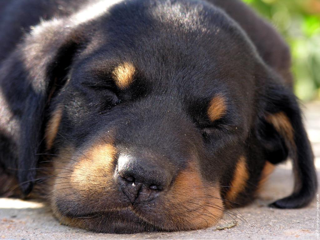 Сонный щенок босерон фото