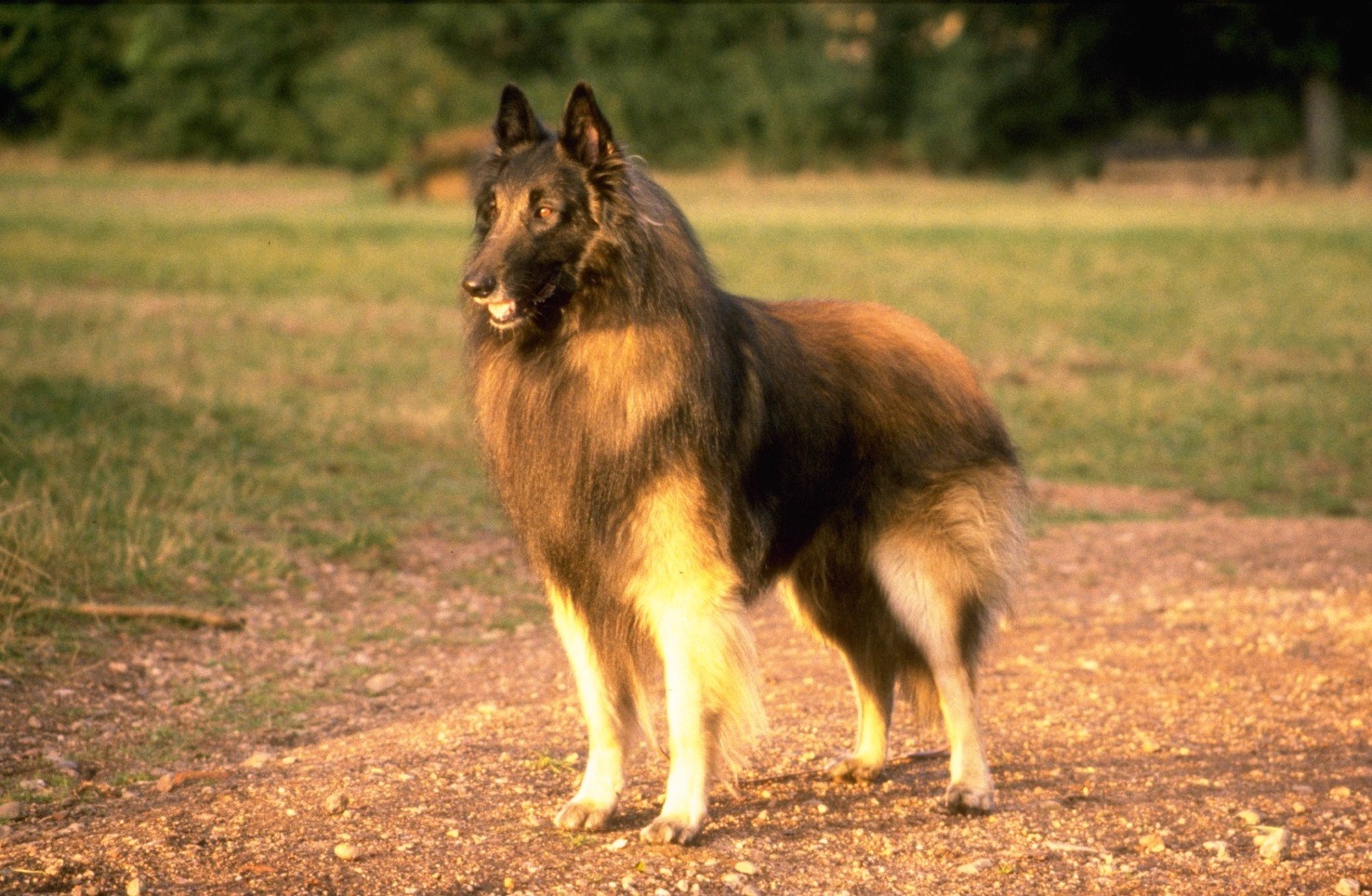 Lovely Belgian Shepherd (Tervuren) photo and wallpaper. Beautiful Lovely Belgian Shepherd