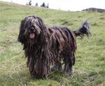 Lovely Bergamasco Shepherd dog