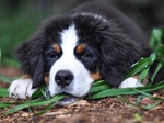 Lovely Bernese Mountain Dog