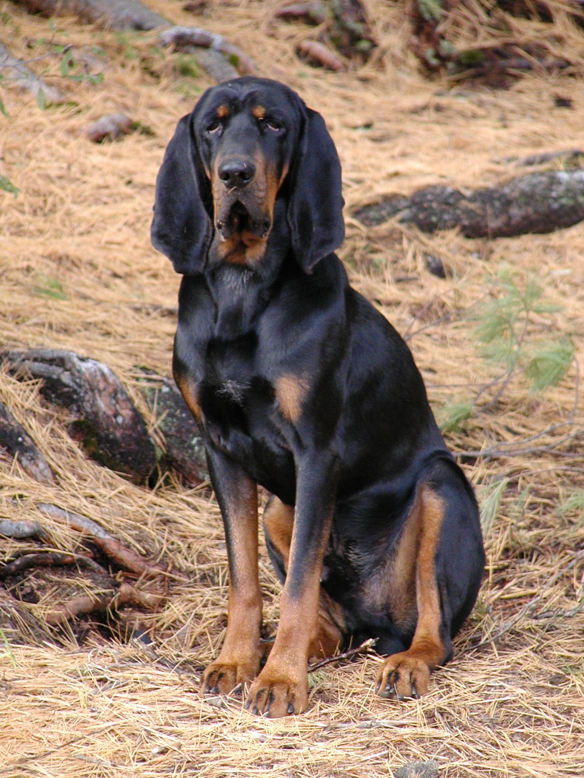 Lovely Black and Tan Coonhound dog wallpaper