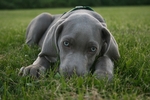 Lovely blue-eyed Weimaraner dog