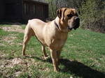 Lovely Boerboel dog