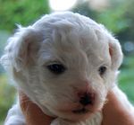 Lovely Bolognese puppy