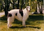 Lovely Borzoi dog