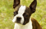 Lovely Boston Terrier dog