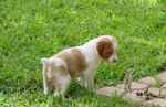 Lovely Brittany puppy