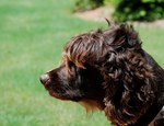 Lovely brown Boykin Spaniel