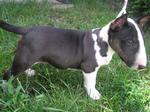 Lovely Bull Terrier (Miniature)